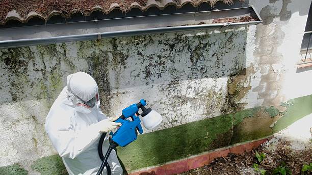 Trusted Mold Remediation service in Woodsboro, TX - Cheap Mold Removal